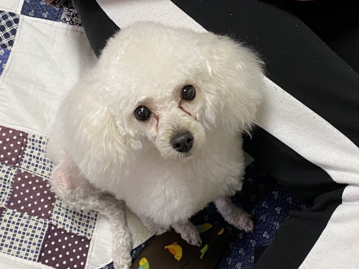 0818Miko's tweet photo. のんちゃん足の毛玉が凄すぎて、羊さんカットになってしまった…

一見、普通だけど太もも見ると… 哀れ💧 https://t.co/IYRGoPvIqy