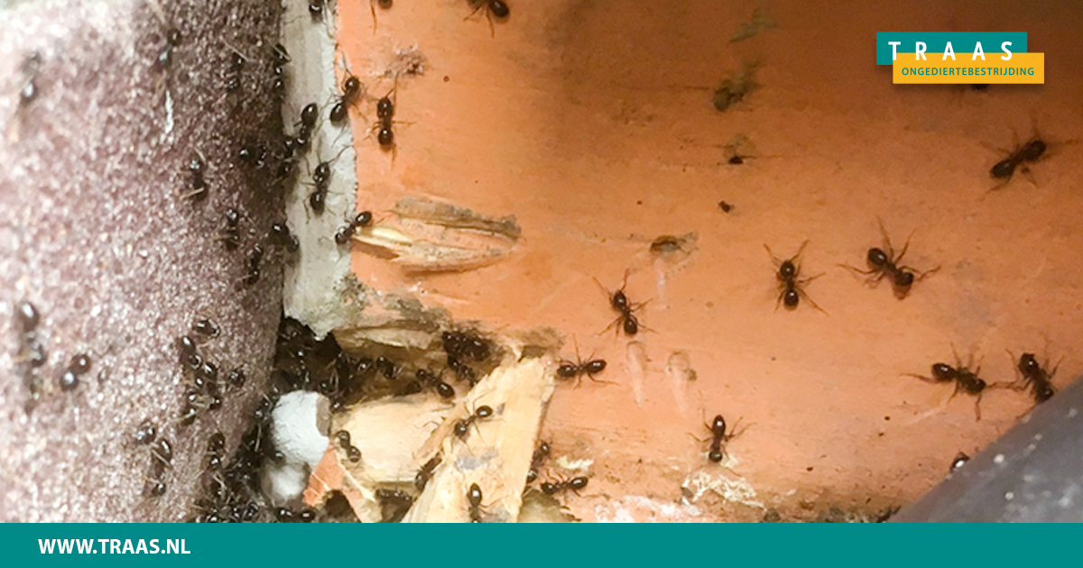 In de wintermaanden is het vaak erg vochtig. En wanneer er te veel vocht in uw woning of pand is komt er ook ongedierte tevoorschijn. Denk bijvoorbeeld aan oorwormen, pissebedden en houtaantastende mieren. Wilt u hulp bij het bestrijden van ongedierte? Neem contact op!