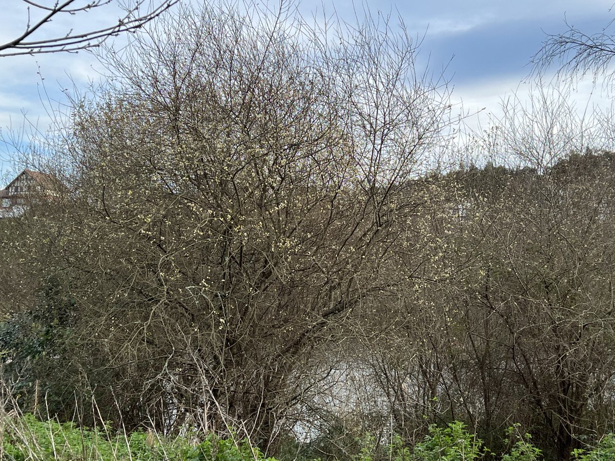 pdmplv's tweet photo. Comienza la floración masculina en los algunos #sauces en #Mungia #Bizkaia #PaísVasco #fenología #phenology ⁦@AEMET_PaisVasco⁩ https://t.co/wk3dZ7p08J