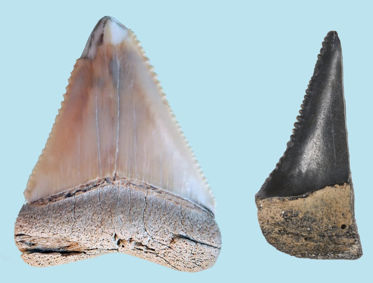 Witte haaien zwommen in de Noordzee. Strandvondsten van fossiele tanden van de witte haai, ook wel mensenhaai, tonen aan dat deze roofvis die meer dan 6 meter lang kan worden in het verleden regelmatig in de Noordzee rondzwom. Meer info: hetnatuurhistorisch.nl/nieuws/nieuws-…