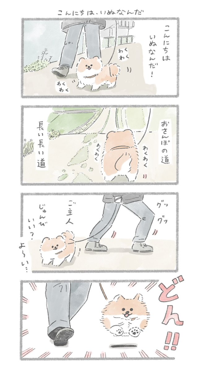 疲れ知らずのポメさん
#こんにちはいぬです 