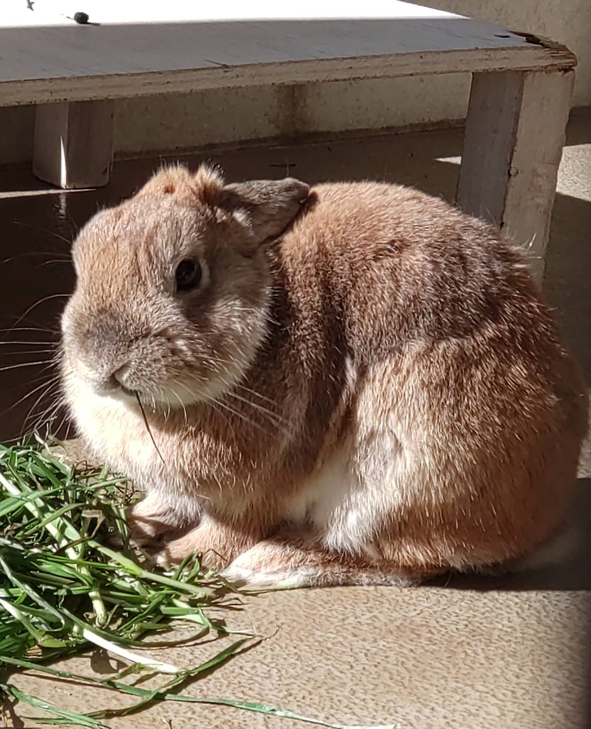 千葉市動物公園【公式】 على X: 