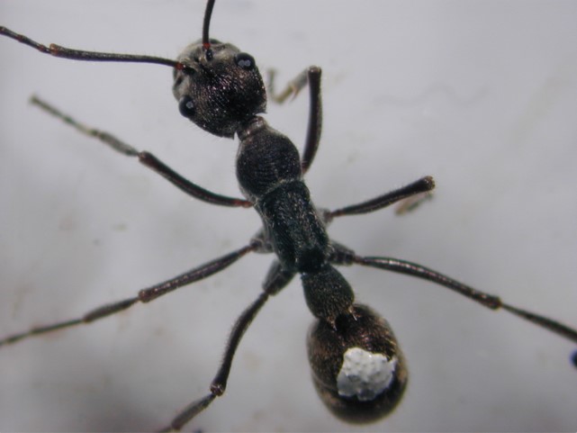 Asian Myrmecology tweet media