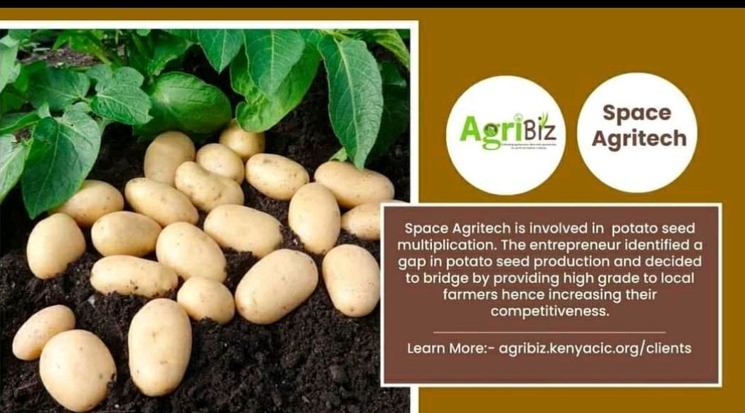 SpaceAgritech's tweet photo. Call us if in need for quality Shangri potatoes seeds 0713161510
#potatoes 
#muranga 
#kfckenya 
#KFC https://t.co/1wWyyVJfPg