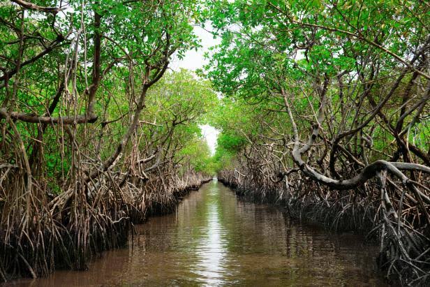 sengarsachin0's tweet image. I will plant a Mangrove Tree in Sunderbans Delta for every retweet that I get in next 24 hours. 

P.s. Make sure you follow me to get updates on the plantation.  I will do the plantation with the help of @Lowsootofficial 

#Sustainable #ClimateCrisis #COP26