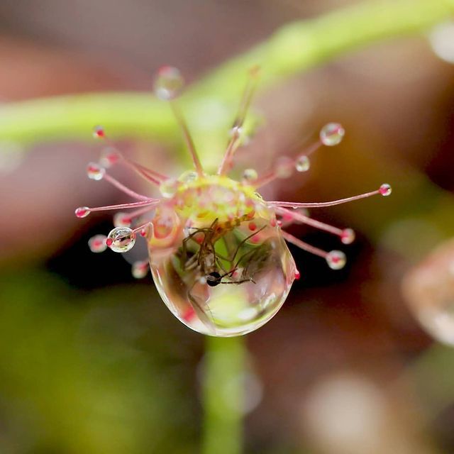 exoticfloraru's tweet photo. Комар в росе.
😱
Native Drosera (sundew, a carnivorous plant) consuming a mosquito.

#drosera #sundew #carnivorousplants #plants #botany #australia #wildlife #photography #mosquito #macrophotography #macro
#росянка #насекомоядные #ulsk
https://t.co/XIza5wI3Lv https://t.co/WhnEvBhWkB