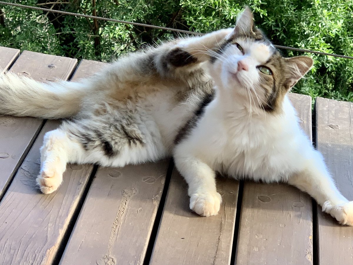 laraleeloo's tweet photo. An afternoon nap for @BlakeBcl . Some stretches for Christmas the lodge cat, and a beautiful setting for dinner! @LeshibaRetreats #bliss #beautyeverywhere #relaxtothemax https://t.co/vNN3PbmNDC