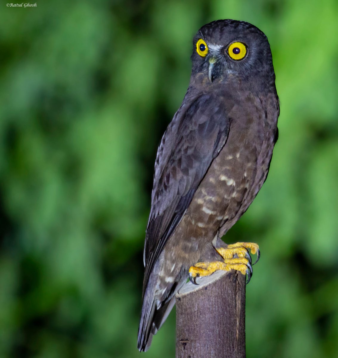 Hume's Hawk-owl

Dec'21

South Andaman 

#birds #birding #birdphotography #owls #owlsofIndia #owlphotography #twitterwildlife #twitterbirds