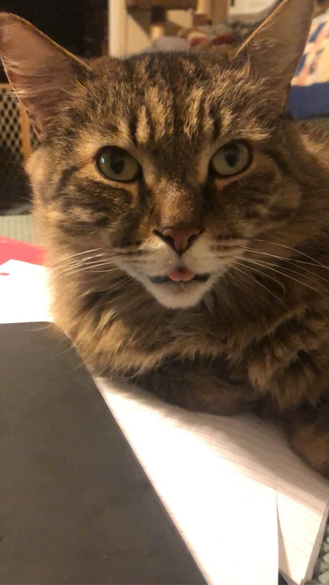 NefariousB123's tweet photo. So there.  #tongueout #CatsofTwittter #CatsOnTwitter https://t.co/96iFDOBO1U