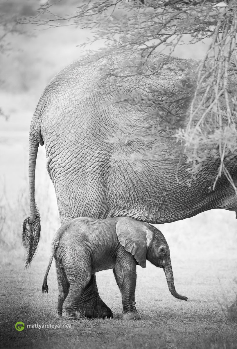A baby elephant takes its very first steps on Christmas day 2021 in the Serengeti. A complete surprise for us all and a wonderful Christmas gift!

Images by <a href="/yardleyafrica/">Matt Yardley</a> 

#wildeyesa #elephant #elephantcalf #safari #newborns #serengeti #tanzania #Cute #BabyAnimals