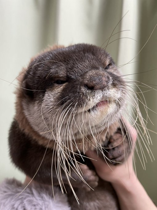 コツメカワウソのtwitterイラスト検索結果 コツメカワウソのtwitterイラスト検索結果