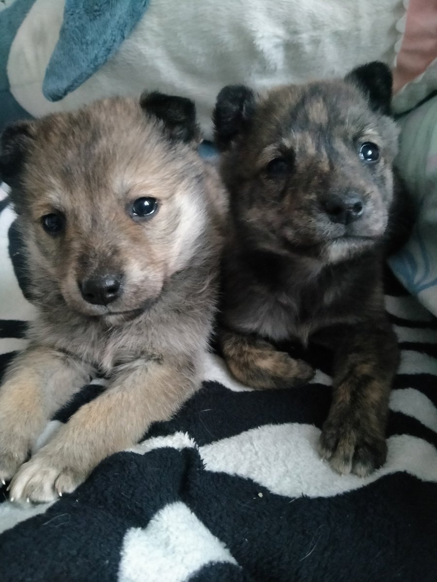 this_goblin_'s tweet image. 🐾РАСПРОСТРАНИТЕ🐾
Сегодня подбросили маленьких щенят. На холоде они бы точно не выжили, а взять к себе мы не можем
Думаю это дворняжки
Можем привезти в пределах Москвы и Московской области
Можете позвонить на этот номер
 +7977582-51-69
#щенок
#добрыеруки
#ищудом