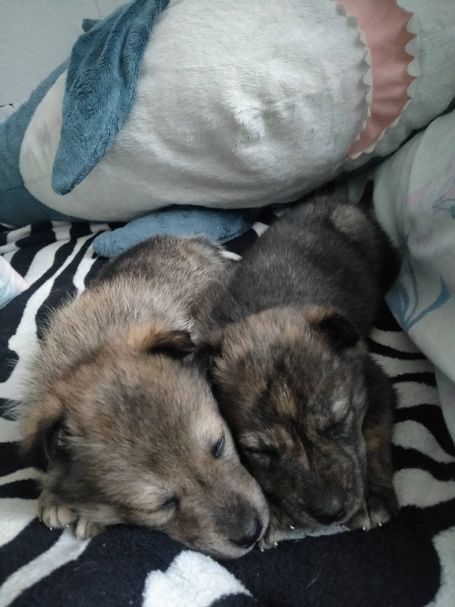 this_goblin_'s tweet image. 🐾РАСПРОСТРАНИТЕ🐾
Сегодня подбросили маленьких щенят. На холоде они бы точно не выжили, а взять к себе мы не можем
Думаю это дворняжки
Можем привезти в пределах Москвы и Московской области
Можете позвонить на этот номер
 +7977582-51-69
#щенок
#добрыеруки
#ищудом