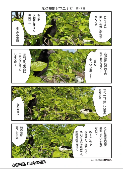 あざといシマエナガと賢いカラス_43
#永久機関シマエナガ
#シマエナガとカラスさん 
