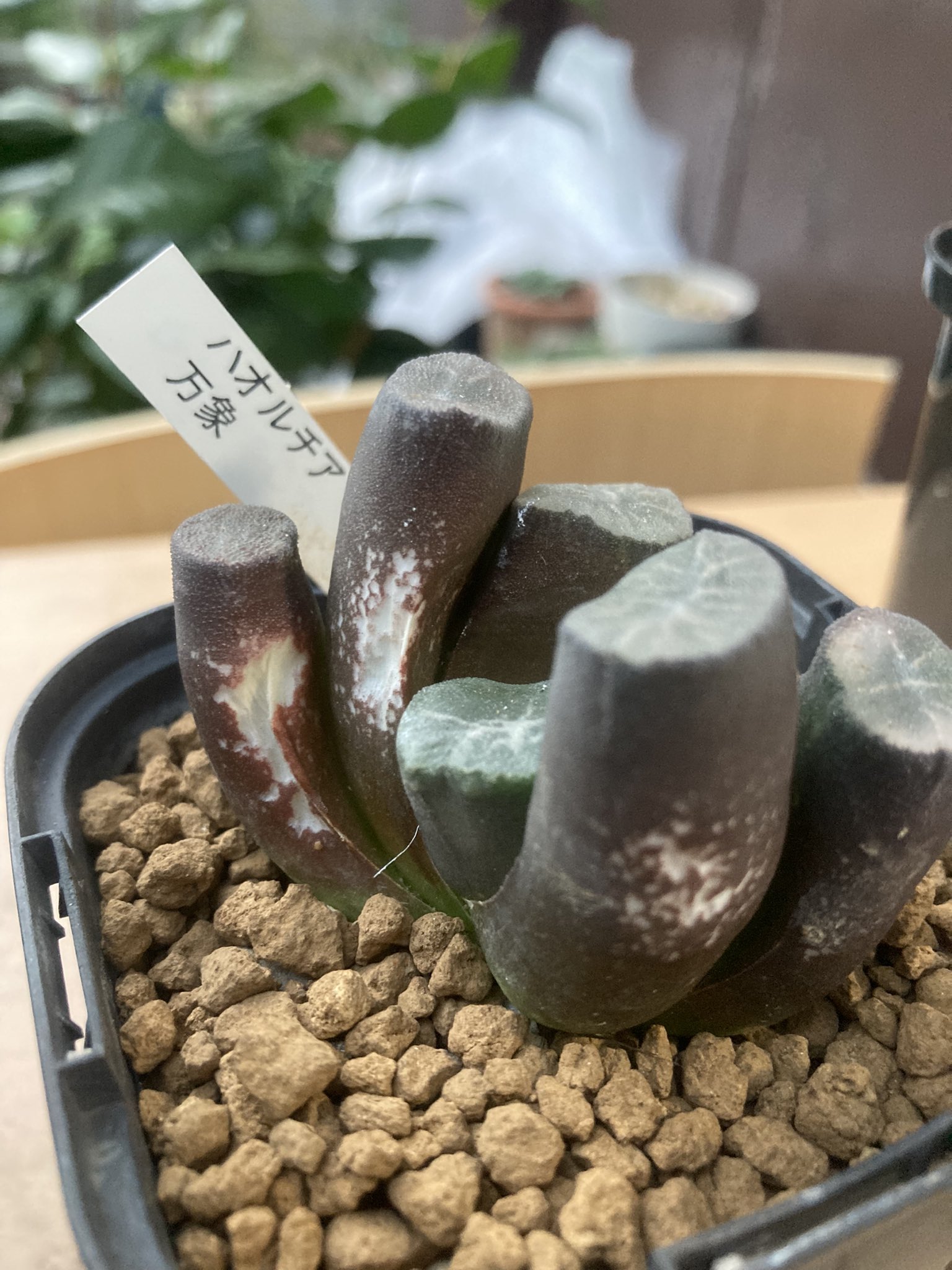タカさん 多肉植物初心者 Haworthia Taka Twitter