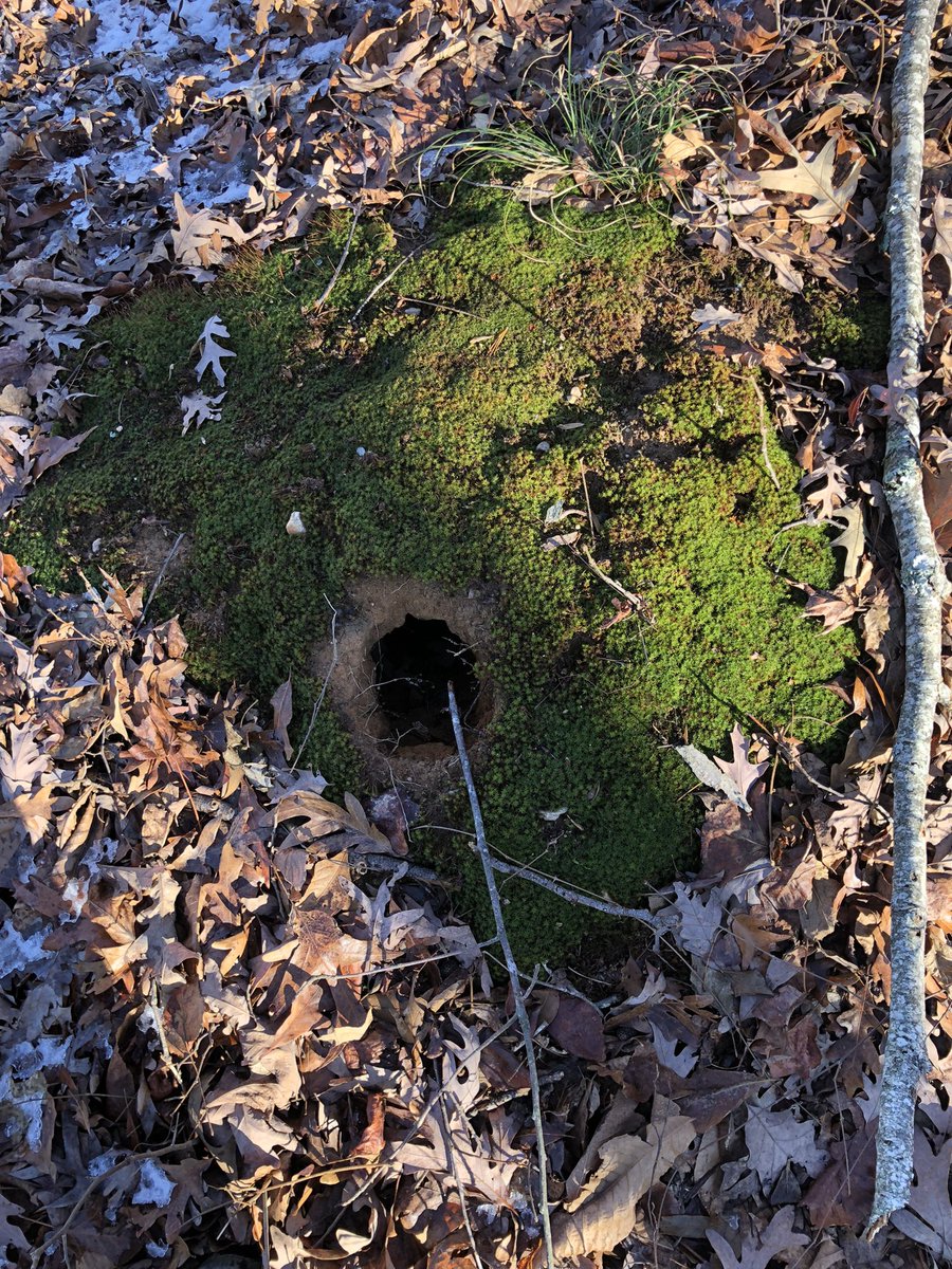 DayvidWells's tweet photo. Found someone’s home while playing camouflage in class today! #COR4240 #NatureAwareness #ElonEd https://t.co/8ktvkztu7K