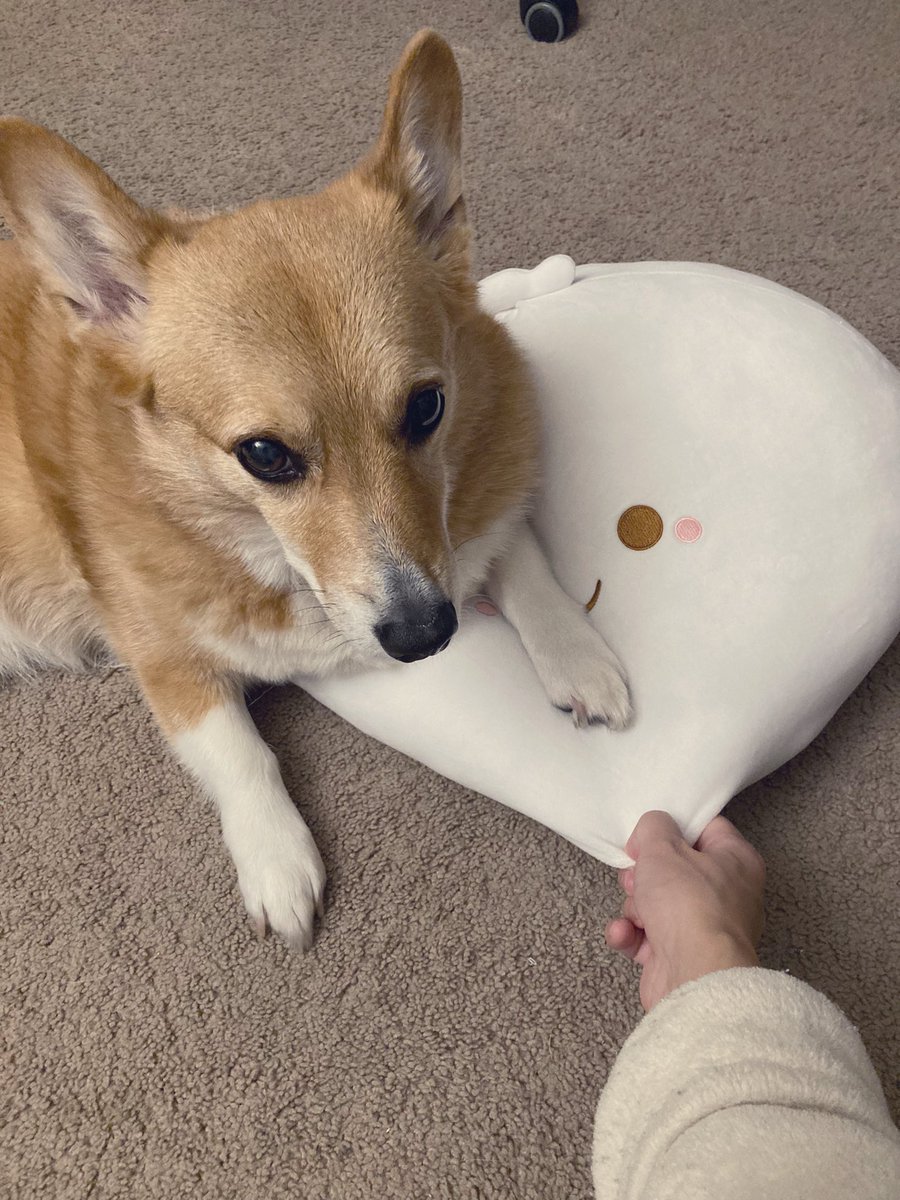 MJ The Corgi tweet media