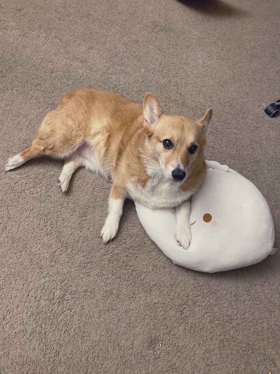 MJ The Corgi tweet media