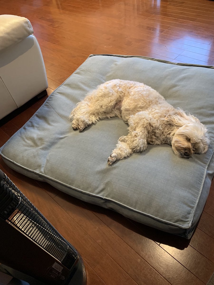 おねーちゃんの商品券でセラムヒートをゲット🐕
あったかい🥲