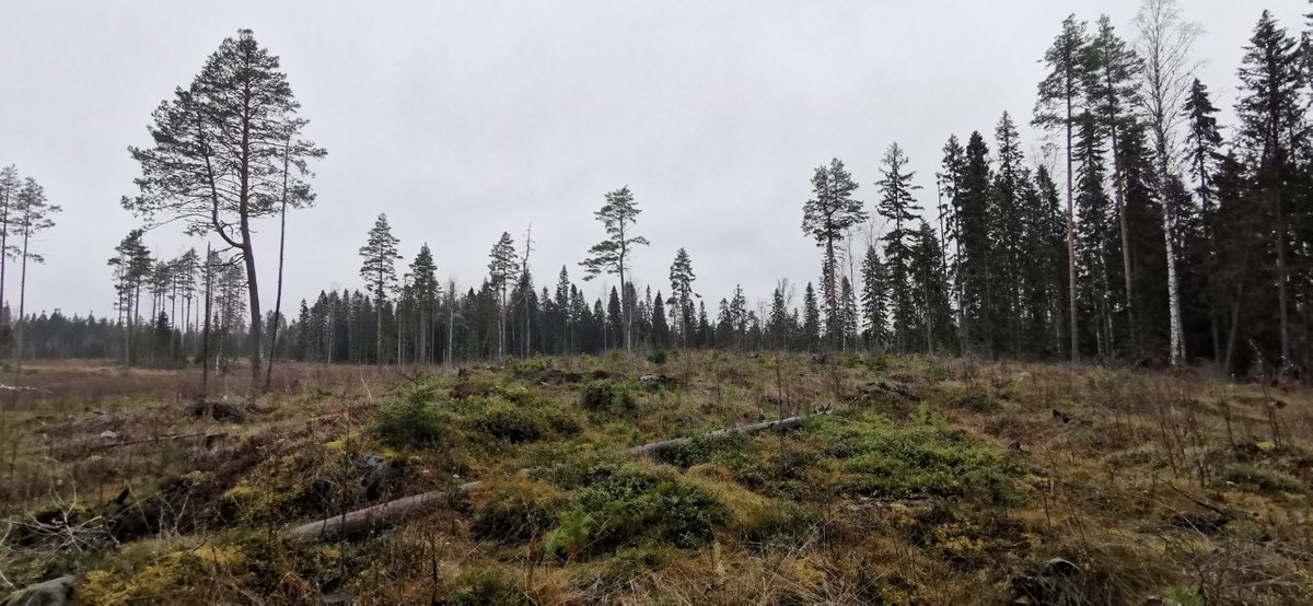 Luonnonmetsä (@ltyoryhma) on Twitter photo Kurun Lapionevalla Rontonmaan suojelualueen laidalla on 200ha upea vanhojen metsien ja korpien alue. <a href="/Metsahallitus/">Metsähallitus</a> merkintä "erityisiä ymp arvoja". Tärkeä kysymys on, miksi näitä roikkuu Metsätalous Oyn taseessa? Tätäkin metsää avohakattu viimeksi 2014, nyt tuore leimikko /Risto Kurun Lapionevalla Rontonmaan suojelualueen laidalla on 200ha upea vanhojen metsien ja korpien alue. <a href="/Metsahallitus/">Metsähallitus</a> merkintä "erityisiä ymp arvoja". Tärkeä kysymys on, miksi näitä roikkuu Metsätalous Oyn taseessa? Tätäkin metsää avohakattu viimeksi 2014, nyt tuore leimikko /Risto
