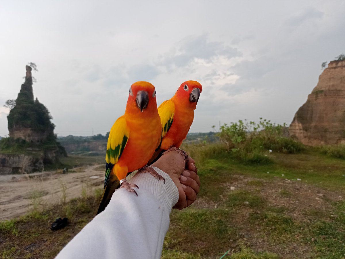 ConureParrot's tweet photo. Ujan terus...lama ga maen sm kalian.
#wisatasemarang #wisataalam #burungpintar #parrots #conure #sunconure https://t.co/0r6SDvYdhl