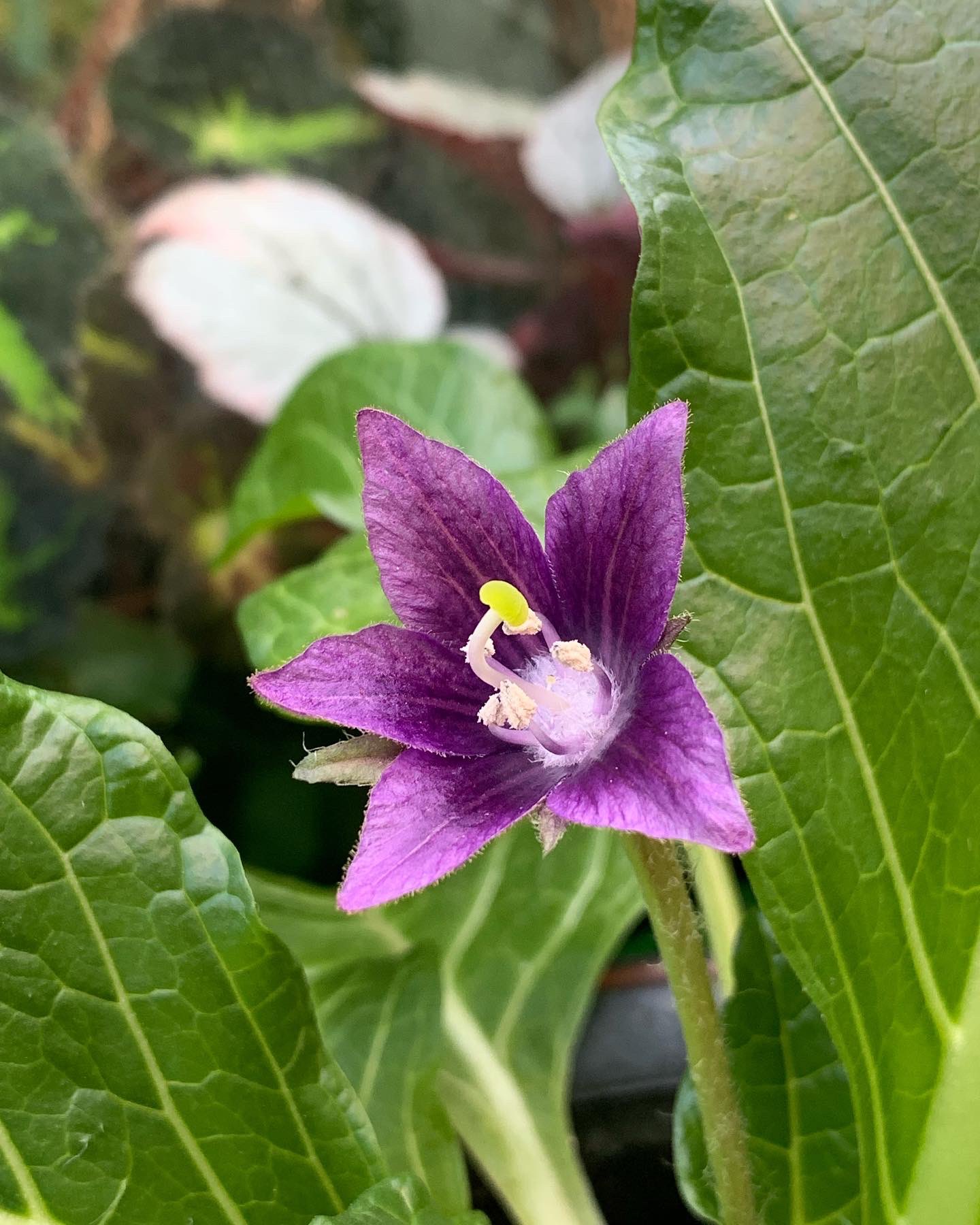 ナス科 Twitter Search Twitter