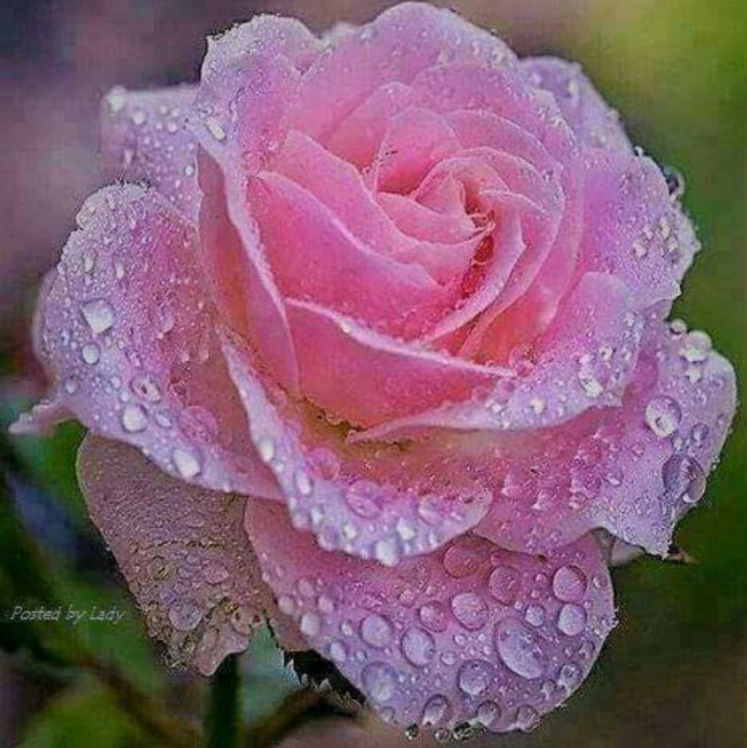 "صبَآحٍ آلُِوُرٍدِ لُِوُرٍدِ "