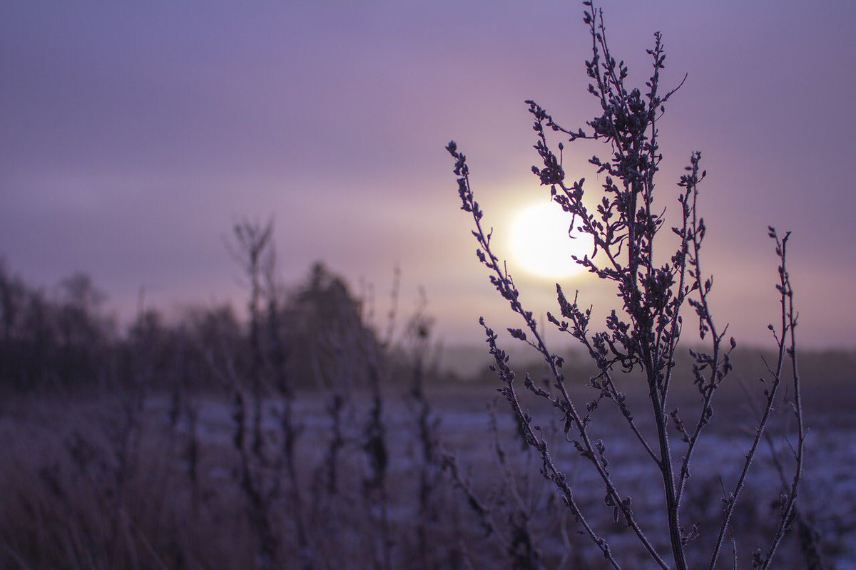 RevelDaily's tweet image. Sunrise in a purple field! #Revel
