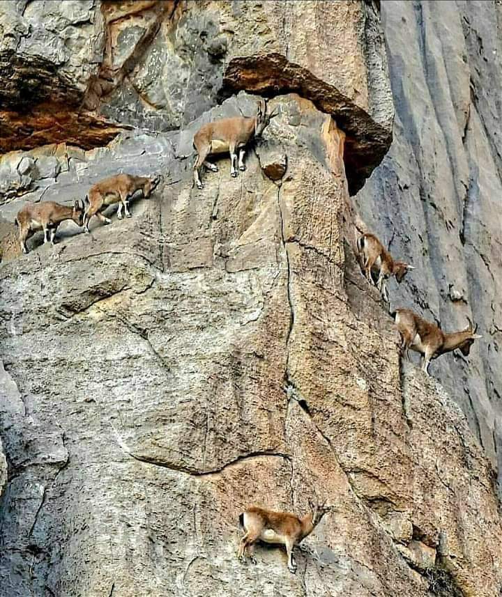AshagrieMeshes2's tweet photo. Mountain goats enjoying in the cliffs https://t.co/4QGJtLgvBq