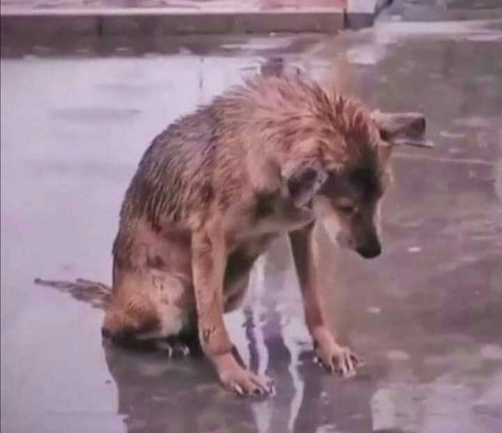 Çaresiz bir hayvan görürseniz dönüp gitmeyin, belki o sizin en büyük sınavınızdır...