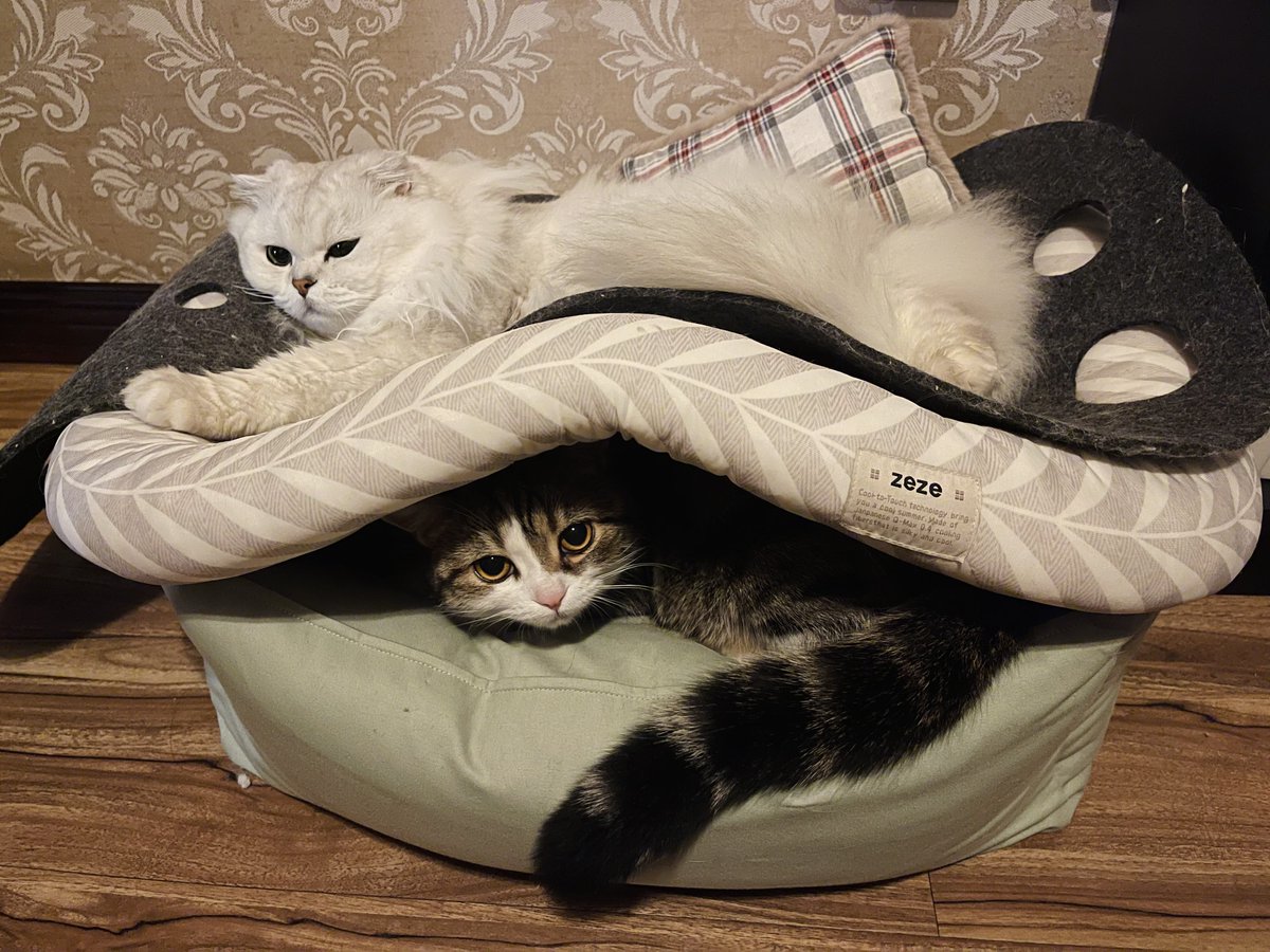 Mama said that after dark, we must go back to our separate beds to sleep. See, that's my very gentlemanly brother sleeping above me.

#CatsofTwittter 
#cats
#猫