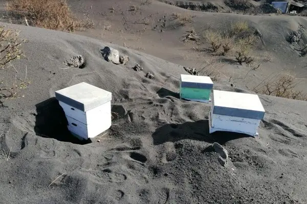BQ_Mag's tweet photo. Hive Alive!
Thousands of honeybees survived being totally buried under volcanic ash for over 50 days following the recent Canary Islands' eruption! Find out more in our latest issue of BQ: Bees and Other Pollinators Quarterly #BQMag #BAOP #BQ #Volcano https://t.co/MNawogljBr