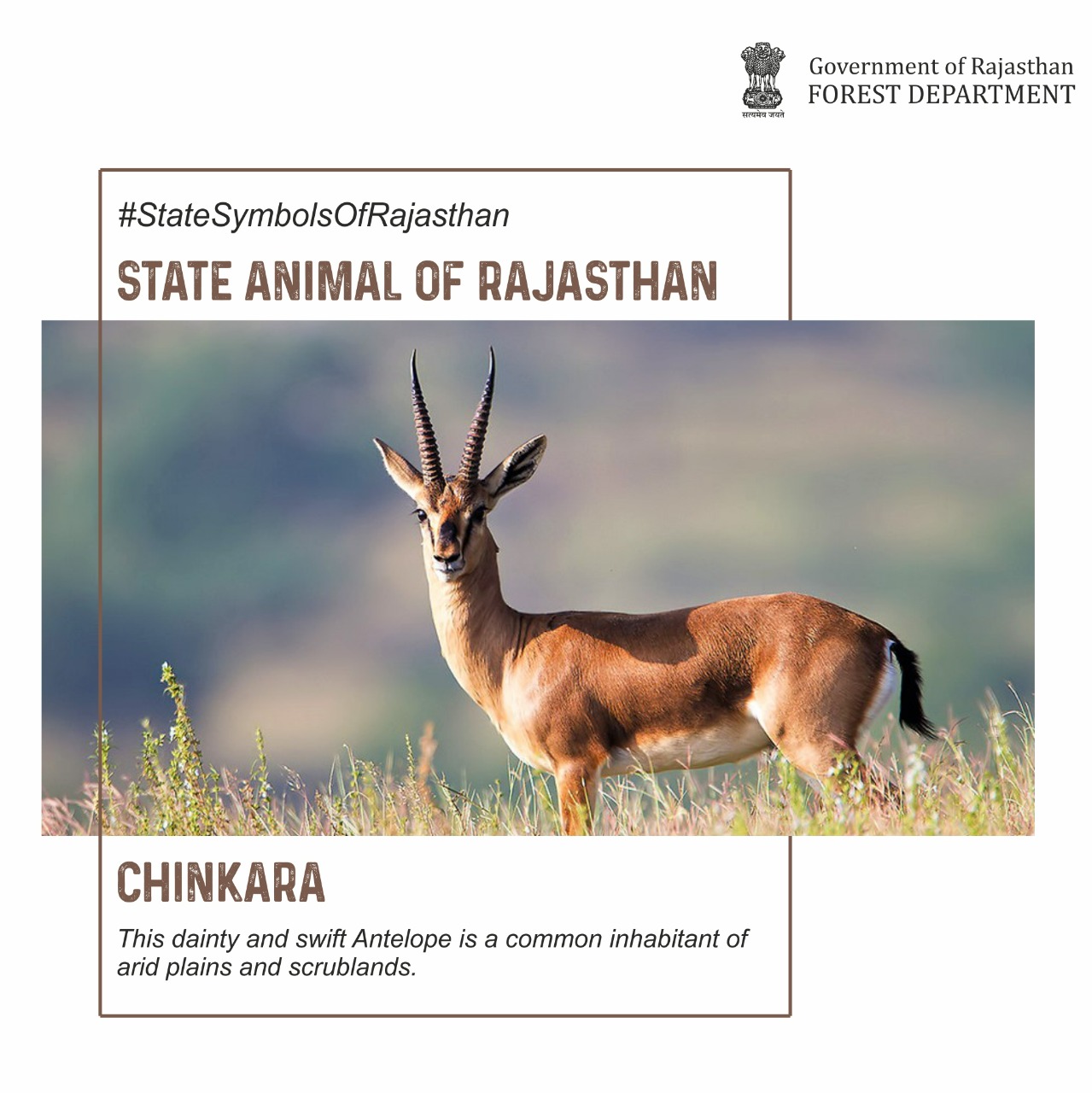 Rajasthan Forest Department on Twitter: Rajasthan Forest Department on Twitter: