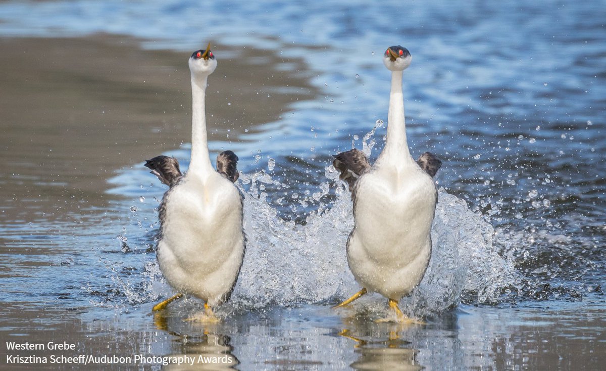 Audubon Society tweet media