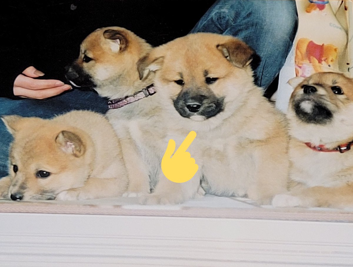 opeposan53's tweet photo. 更新:うちの子紹介🐶ボスちゃん(男の子)15歳、雑種。
2006年12月31日生まれの4兄弟の末っ子、2007年2月譲り受ける😍
小さいときから変わらないふわふわ垂れ耳がチャームポイント
会陰ヘルニアで手術経験😭癲癇。
食べるの大好き！寝るの大好き！
#秘密結社老犬倶楽部 
#シニア犬
#愛犬 #雑種 https://t.co/MPbjhC5IZv