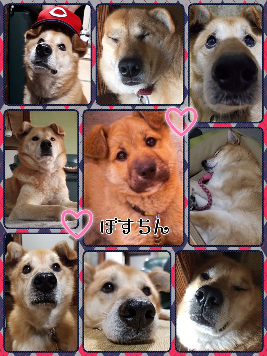 opeposan53's tweet photo. 更新:うちの子紹介🐶ボスちゃん(男の子)15歳、雑種。
2006年12月31日生まれの4兄弟の末っ子、2007年2月譲り受ける😍
小さいときから変わらないふわふわ垂れ耳がチャームポイント
会陰ヘルニアで手術経験😭癲癇。
食べるの大好き！寝るの大好き！
#秘密結社老犬倶楽部 
#シニア犬
#愛犬 #雑種 https://t.co/MPbjhC5IZv