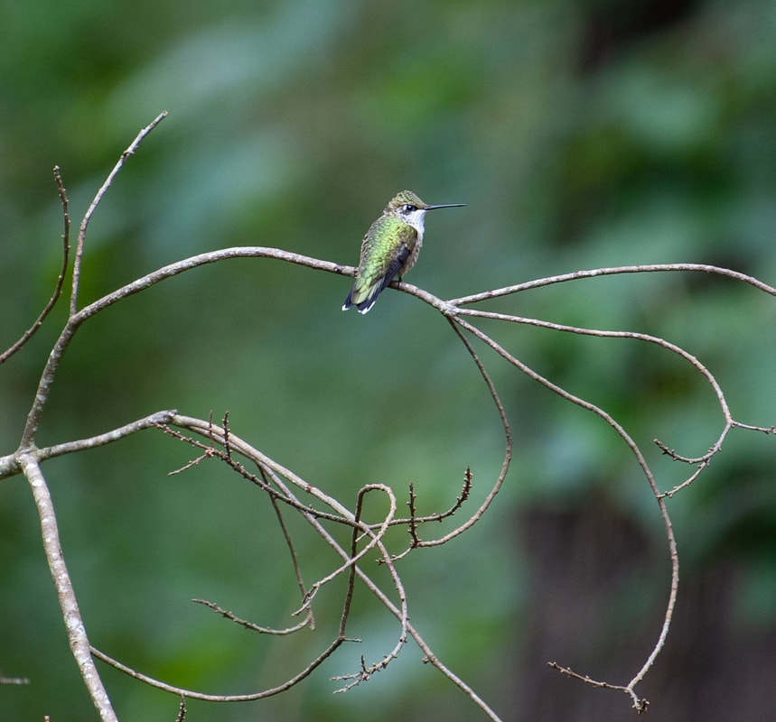 Callawassie Island tweet media