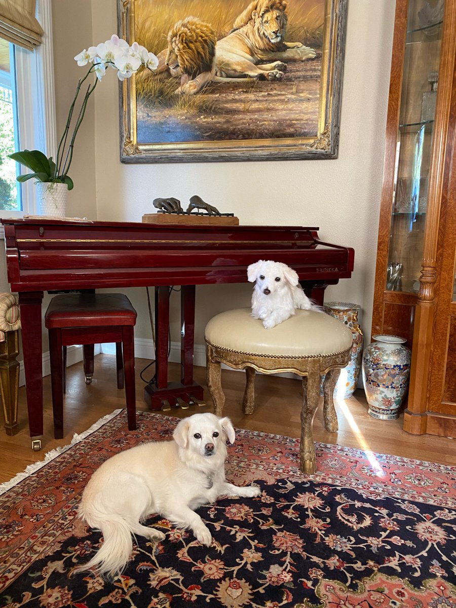 kirareedlorsch's tweet photo. Thank you @CuddleClones of #louisville for my #cuddleclone Missy 🐶🤍🐶🤍#shelterhopepetshop #rescuedog #cuddleclones #kirareedlorsch https://t.co/Swo3xkow5z