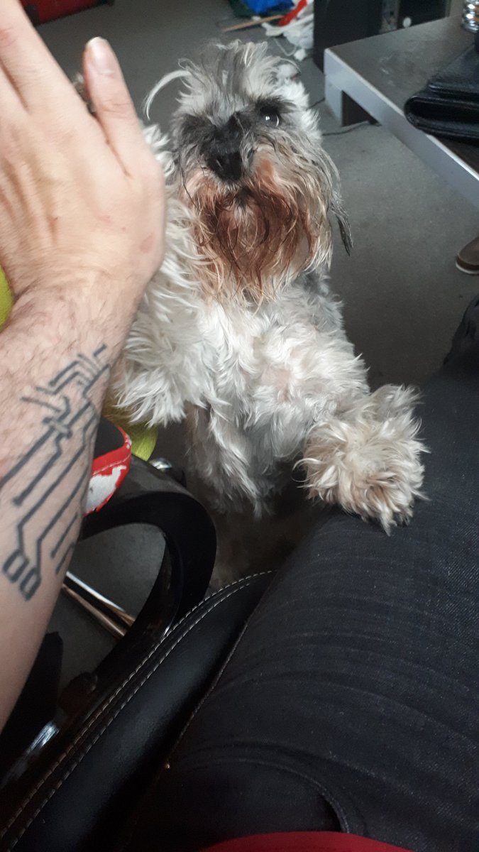 StringCode's tweet photo. Its always good to have a little helper when programming. 😊 #programming #Dog https://t.co/qKAxwvXn5e