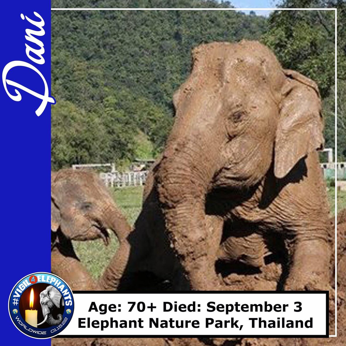 LEAPyeg's tweet photo. Dani was rescued from the logging industry by @ElephantNatureP
When Dani began to eat less food, we moved her to an area close to the elephant clinic. Dani died surrounded by both love & sadness, gone on to be with her friends who departed before her. #Vigil4Elephants #RIPDani https://t.co/nLixAnHy1S