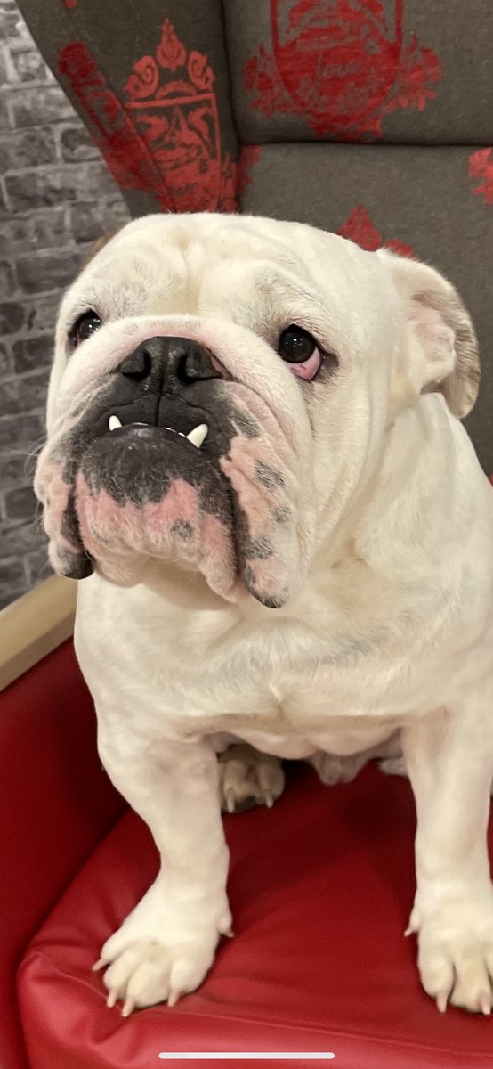 BulldogHelga's tweet photo. I’m Lude 🤘🏼#BulldogPride #bulldogs #Englishbulldog #Bulldog #bulldogge #dogsoftwitter #DogecoinToTheMoon #DogsofTwittter https://t.co/MxuBkZucgG