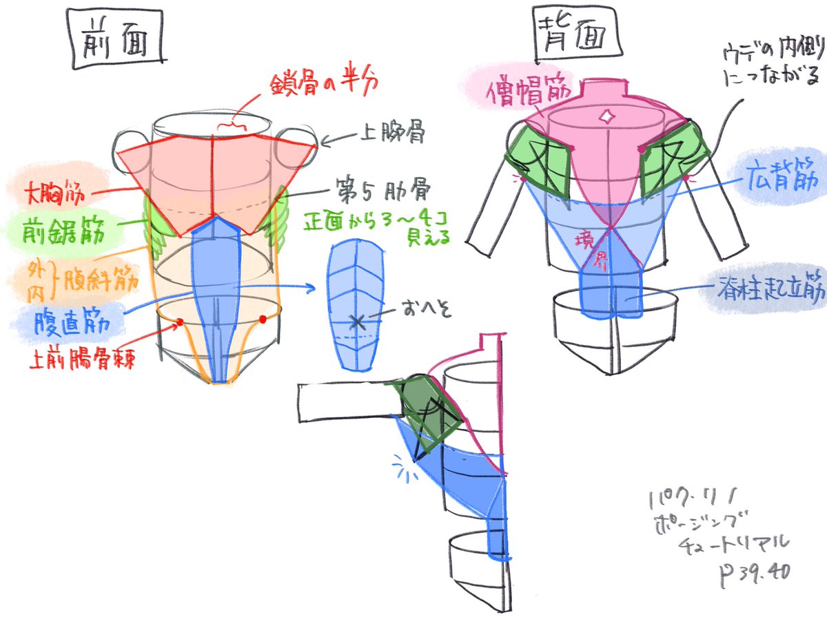 ポージング・チュートリアルの図式化人体がわかりやすい😊
筋肉がちょっとずつわかってきた気がする
(でも今日模写した中では腹筋と肩甲骨がよくわからなかった)
 #日々描く 
