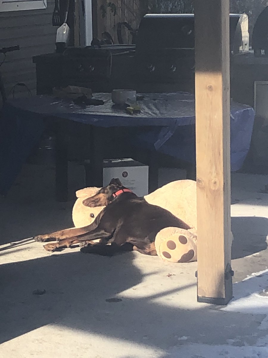 Today is hard. If you can - find a stuffy (the bigger the better) and a little patch of sun. #BeLikeStella