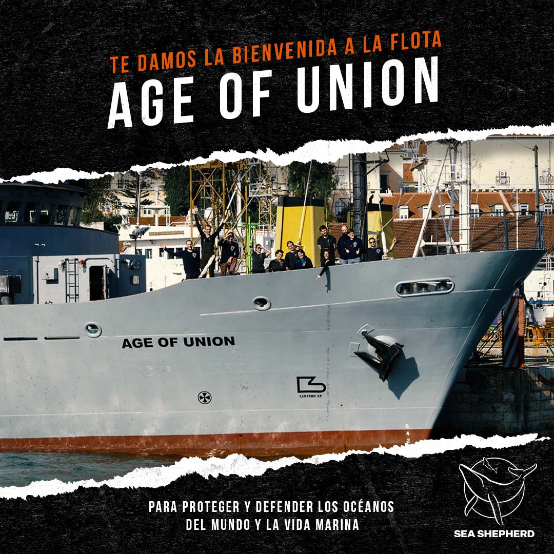 Estamos emocionados de anunciarles nuestra nueva asociación de 3 años con Age of Union, cuya donación de $4.5 millones financiará las operaciones del M/V Sam Simon, renombrado Age of Union en reconocimiento por esta gran donación.💙✊

Lee más: bit.ly/3JIR4Kv <a href="/ageofunion/">Age of Union</a>