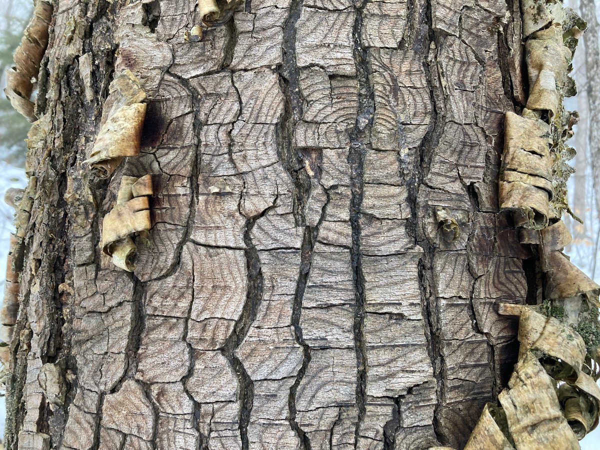 TNCvermont's tweet photo. Does Yellow Birch have the most interesting bark in the forest? As the trees age, the distinctive curly yellow bark it is best known for gives way to world of plates, fissures, and otherworldly patterns. This one looks like an ancient topographic map. #vtnature https://t.co/Bk1WP6RlB8