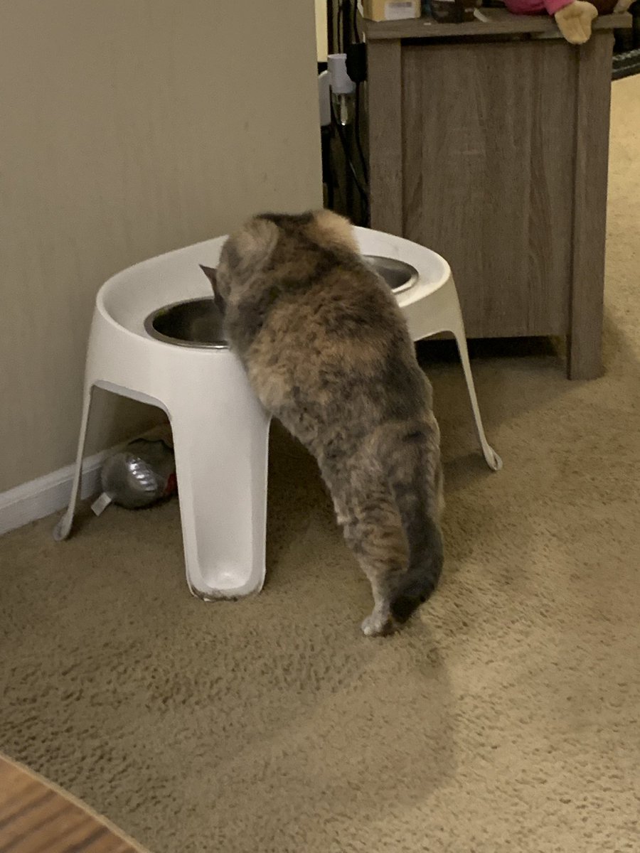 _JSSimpson's tweet photo. Gracing everyone’s feed with my chonky cat, Lola. Who has a beautiful water fountain with fresh water, but would prefer the dogs. https://t.co/nS4JSsyQ5P