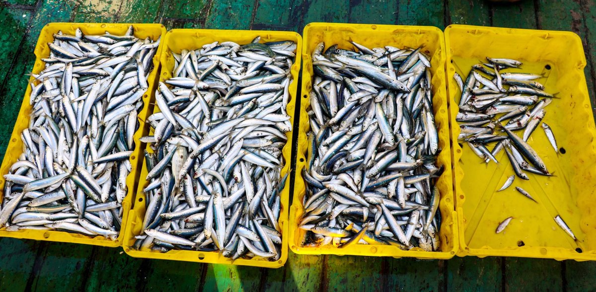 We're kicking off 2022 with the working groups on stock assessment of small pelagic &amp; demersal species, providing crucial information on the status of the stock &amp; associated advice. 

Register👇

WGSASP 17-22 Jan ➡️fao.org/gfcm/meetings/…
WGSAD 17-29 Jan ➡️fao.org/gfcm/meetings/…