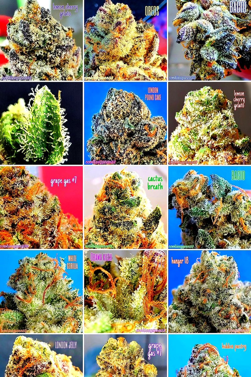 New Year, New pinned tweet! Follow my IG <a href="/cookiesqueen33/">CookiesQueen🍪👑</a> for more #CannabisPhotography Thank you to my almost 6k followers! #Mmemberville #StonerFam #CannabisCommunity