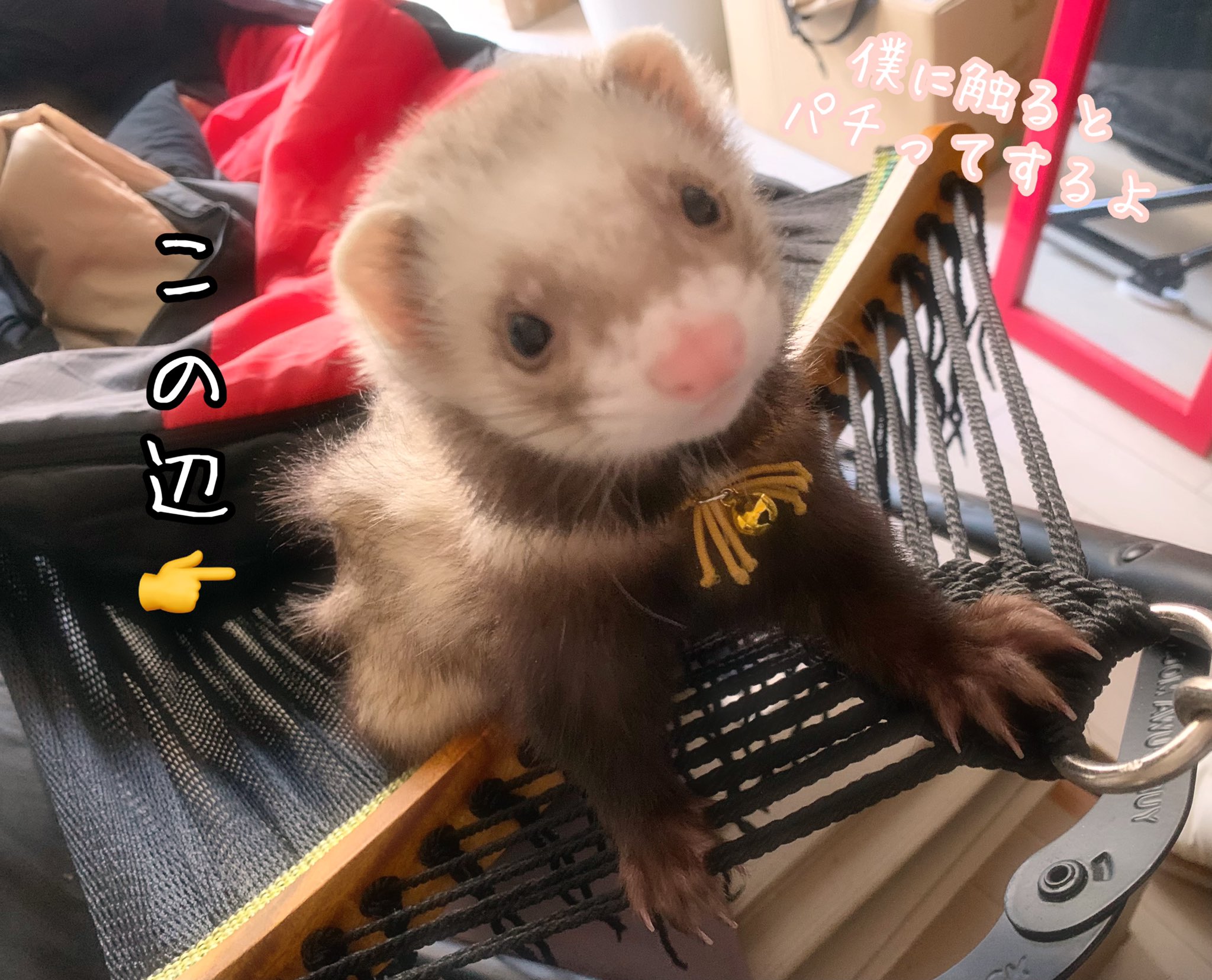 Nika And Mig とりあえず フェレットのいる生活 139日目 うちのミグルは電気 雷 属性 ニットや毛布で帯電し 主に静電気攻撃をしてきます 見た目はブイゼルっぽいのにね My Ferret Is An Electric Type フェレット Ferret ポケモン