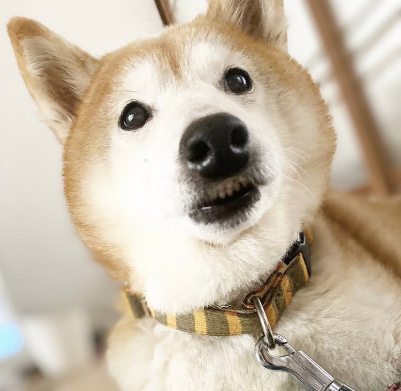 志村けんとドリフの大爆笑物語 Twitter Search Twitter